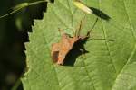 Lederwanze (Coreus marginatus) am ...  Gilbert Angermann 07.06.2011