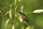 Gr�ner Scheinbockk�fer (Oedemera nobilis) am 4.6.2010 in Istein.  ...