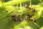 Braune Wegameisen (Lasius brunneus) ...  Gilbert Angermann 07.06.2011