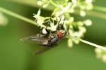 Fleischfliegen (Sarcophagidae) (2 Fotos)