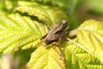 Gemeine Dornschrecke (Tetrix undulata) am 4.6.2010 in Istein.  ...
