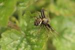 Baune oder Busch-Krabbenspinne (Xysticus ...  Gilbert Angermann 09.06.2011