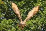 Uhu (Bubo bubo) bei ...  Gilbert Angermann 09.06.2011