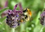 Bl�tensauger bei der Arbeit auf einer Bl�te - 19.05.2011  ...