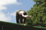 Sperbergeier (Gyps rueppellii) am 4.6.2010 im Vogelpark Steinen.  ...