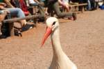 Wei�storch (Ciconia ciconia) bei ...  Gilbert Angermann 09.06.2011