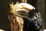 Afrikanische Kehlsack-Hornv�gel (Bycanistes) (4 Fotos)