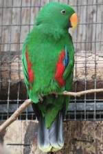 Edelpapageien (Eclectus) (4 Fotos)