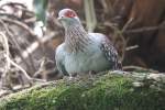 Feldtauben (Columba) (8 Fotos)
