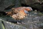 Bambush�hner (Bambusicola) (2 Fotos)
