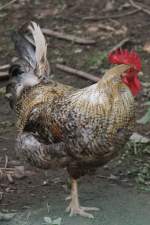 Bielefelder Kennhuhn am 4.6.2010 im Vogelpark Steinen.  ...