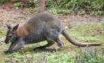 Bennettk�nguru (Macropus ...  Gilbert Angermann 11.06.2011