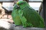 Amazonenpapageien (Amazona) (11 Fotos)