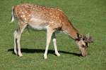 Europ�ischer Damhirsch (Dama dama ...  Gilbert Angermann 12.06.2011