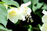 Eine Biene im Landeanflug ...  Andr� Breutel 12.06.2011