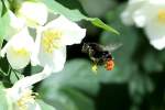 Eine Steinhummel im Landeanflug ...  Andr� Breutel 12.06.2011