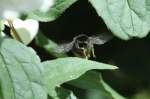 Bei so viel Pollen ...  Andr� Breutel 12.06.2011
