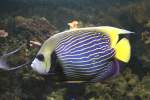 Imperator-Kaiserfisch (Pomacanthus ...  Gilbert Angermann 12.06.2011