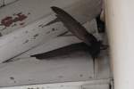 Mauersegler (Apus apus) beim Anflug ans Nest, um das Weibchen ...