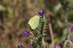 Kleopatra-Falter (Gonepteryx cleopatra) am ...  Gilbert Angermann 13.06.2011