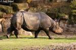 Panzernashorn.  ...  Andy Hensel 07.11.2009