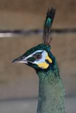 Malaiischer �hrentr�gerpfau (Pavo muticus ...  Gilbert Angermann 13.06.2011
