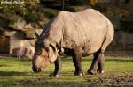 Panzernashorn.  ...  Andy Hensel 07.11.2009