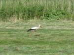 Diesen Storch sichtete ich ...  Manfred Hellmann 21.06.2011