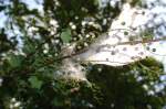 Gespinnstfalterraupen......im Netz an einem ...  Andreas Strobel 24.06.2011