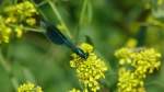 Geb�nderte Prachtlibelle (Unstrut)  ...  Ronny Ullrich 24.06.2011