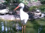Wei�storch am 12.06.2011 im ...  Wolfgang Bratke 28.06.2011
