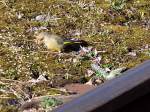 Gr�nling(Carduelis chloris)auch Gr�nfink genannt, ...  innviertel 28.06.2011