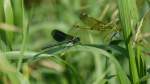 P�rchen der geb�nderten Prachtlibelle ...  Ronny Ullrich 01.07.2011