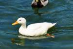 Stockente, offensichtlich Albino, auf dem Z�lpicher See - 29.05.2011  ...