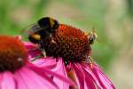  Das gro�e Fressen  .... ...  Rolf Reinhardt 05.07.2011