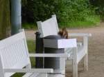 Ein Eichh�rnchen beim M�llsortieren ...  Ronny Spiller 10.07.2011