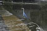 Fischreiher an der Ahr ...  Rolf Reinhardt 11.07.2011