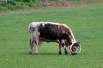 Rind English Longhorn auf ...  Rolf Reinhardt 11.07.2011