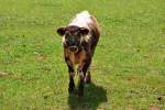 English Longhorn Kalb auf ...  Rolf Reinhardt 11.07.2011
