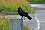 Rabe mit Fritte aus ...  Rolf Reinhardt 11.07.2011
