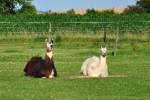Lama`s auf einer Weide ...  Rolf Reinhardt 11.07.2011