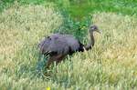 Ein Nandu ...  Andr� Breutel 14.07.2011