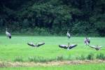 W�hrend zwei Kraniche am ...  Andr� Breutel 14.07.2011