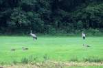 Kraniche und Saatg�nse am ...  Andr� Breutel 14.07.2011