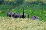 Nanduns im ...  Andr� Breutel 15.07.2011