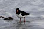 Austernfischer (Haematopus) (7 Fotos)