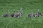 Doch seine 13 K�ken ...  Andr� Breutel 16.07.2011