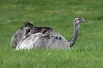 Ein Nandu-Hahn ruht sich ...  Andr� Breutel 16.07.2011