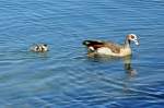 Nilgans mit K�ken im ...  Rolf Reinhardt 23.07.2011