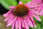 Spinne und Schwebfliege friedlich ...  Rolf Reinhardt 23.07.2011